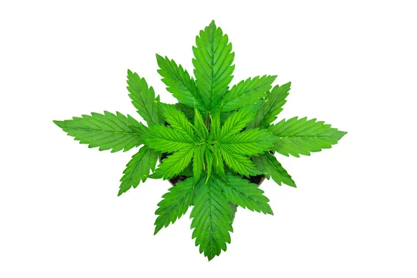 Hojas de marihuana. Cannabis sobre fondo blanco. Hermoso fondo. Vista superior. Cultivo interior. Cultivo de plantas de cannabis. período de vegetación . —  Fotos de Stock