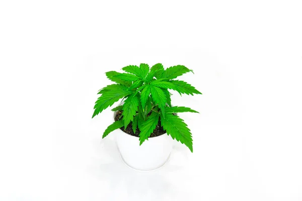 Cannabis på en vit bakgrund isolera. Marijuana bladen. Närbild. Inomhus odling. Vegetationsperioden. Cannabisplantan växer. Vacker bakgrund. — Stockfoto