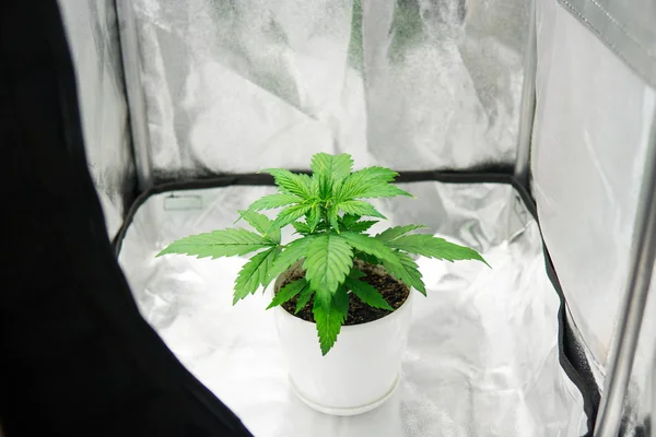 Marijuana in grow box  tent. Growing marijuana at home Indoor. Vegetation of Cannabis Growing. Cultivation growing under led light. Cannabis Plant Growing.