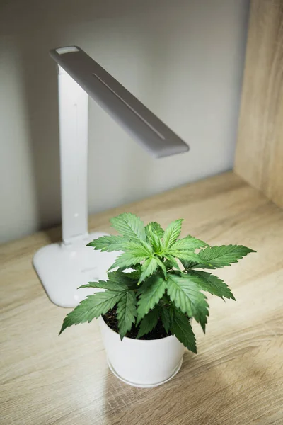 Cannabis Plant Growing. Vegetation period. Growing marijuana at home. Cannabis Plant Growing.