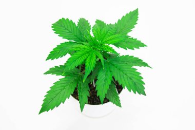 Esrar bırakır. Yakın çekim. Kapalı ekimi. Bitki örtüsü dönemi. Beyaz bir arka plan üzerinde esrar yalıtmak. Büyüyen esrar bitki. Güzel arka plan.