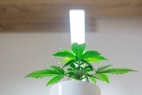 Indoor cultivation concept of growing under artificial light. Cannabis Plant Growing. Vegetation period. Growing marijuana at home. Marijuana leaves. Close up.