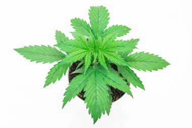 Güzel arka plan. Esrar bırakır. Yakın çekim. Kapalı ekimi. Bitki örtüsü dönemi. Bir whitebackground esrar yalıtmak. Büyüyen kenevir bitki.