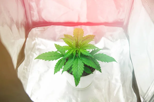 Marijuana in grow box  tent. Cannabis Plant Growing. Close up. Growing marijuana at home Indoor. Vegetation of Cannabis Growing. Cultivation growing under led light.