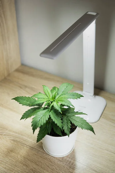 Marijuana leaves. Cannabis Plant Growing. Vegetation period. Growing marijuana at home. Cannabis Plant Growing. Indoor cultivation concept of growing under artificial light. Vertical insta story.