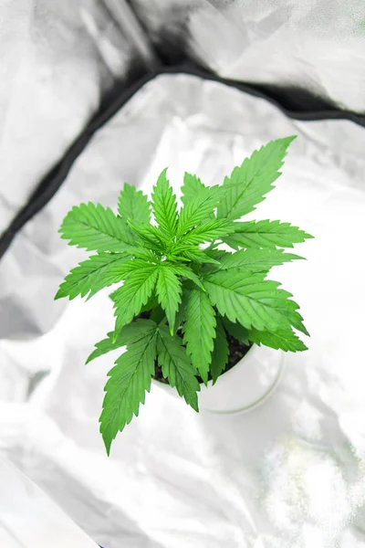 Växande marijuana på hem inomhus. Odling växer led under-ljus. Vegetation av Cannabis växande. Ovanifrån. Marijuana i växa box tält. Cannabisplantan växer. — Stockfoto