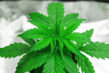 Ekimi büyüyen küçük ışık yol açtı. Esrar büyümek kutusu çadır. Büyüyen esrar bitki. Yakın çekim. Ev kapalı, büyüyen esrar. 