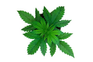 Üstten görünüm. Beyaz bir arka plan üzerinde esrar yalıtmak. Kapalı ekimi. Büyüyen esrar bitki. Güzel arka plan. Bitki örtüsü dönemi. Marihuana yaprağı.