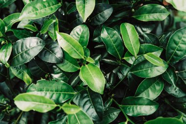 Yeşil çay bud ve taze yaprakları. Çay tarlaları. yeşil arka kapatmak