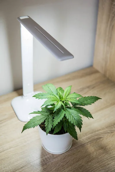 Indoor cultivation concept of growing under artificial light. Vertical insta story. Marijuana leaves. Cannabis Plant Growing. Vegetation period. Growing marijuana at home. Cannabis Plant Growing.