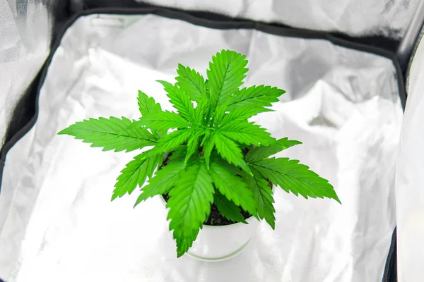 Cultivation growing under led light. Cannabis Plant Growing. Growing marijuana at home Indoor. Marijuana in grow box  tent. Top view. Vegetation of Cannabis Growing.