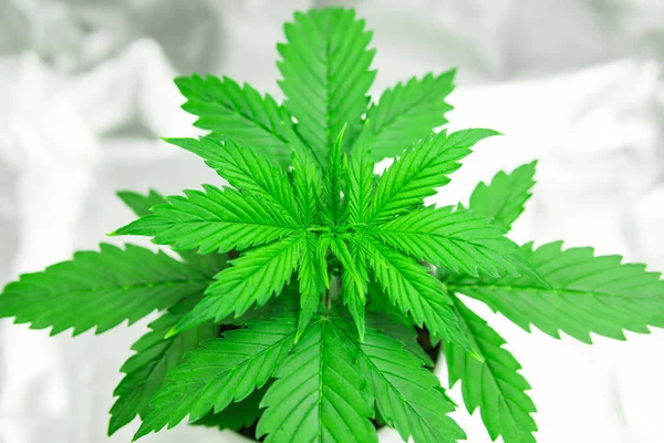 Odling växer led under-ljus. Vegetation av Cannabis växande. Marijuana i växa box tält. Cannabisplantan växer. Närbild. — Stockfoto