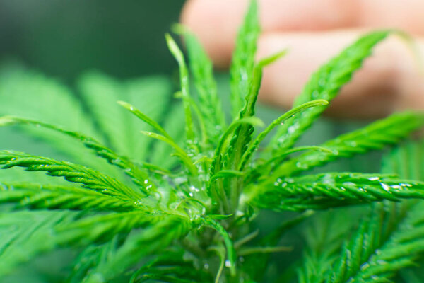 Северное световое напряжение. Цветок конопли. легальная марихуана. Марихуана уходит. Макрофотография
.