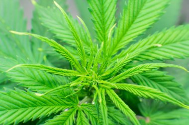 Kapalı büyüyen kenevir çiçek. Esrar iş. Esrar dikim. Ana sayfa eğlence yasal esrar büyümek. Esrar operasyonu büyümek. Makro çekim.