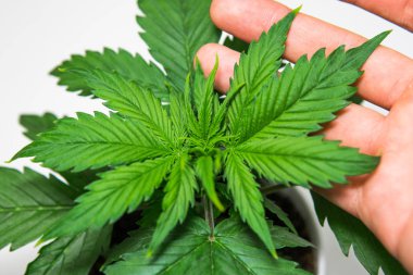 Güzel arka plan. Esrar bırakır. Yakın çekim. Beyaz bir arka plan üzerinde esrar yalıtmak. Bitki örtüsü dönemi. Büyüyen esrar bitki. Kapalı ekimi.