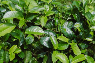 Yeşil çay bud ve taze yaprakları. Çay tarlaları. yeşil arka kapatmak
