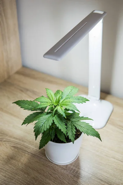 Inomhus odling begreppet växer under artificiellt ljus. Vertikala insta berättelse. Marijuana blad. — Stockfoto