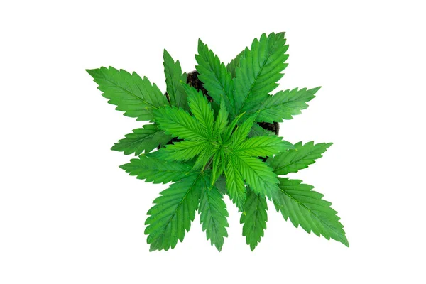 顶部视图。大麻在白色背景隔离。室内种植。大麻植物生长。美丽的背景。植被期。大麻叶. — 图库照片