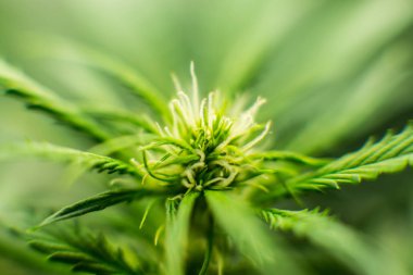 Tıbbi indica Cbd. Genç esrar bitki ile. Kapı kenevir büyümeye. Esrar çiçeklenme başında. Yasal esrar ekimi içinde belgili tanımlık ev. Yaprakların yeşil arka plan.