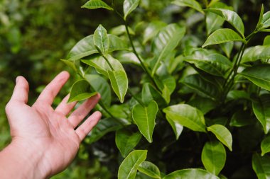 Taze yeşil çay plantasyon günbatımı gökyüzü altında bırakır. Cameron highlands, Malezya doğa manzara kapatmak kadar yeşil arka plan