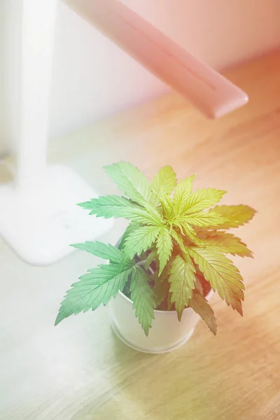 Indoor cultivation concept of growing under artificial light. Cannabis Plant Growing. Vertical insta story.
