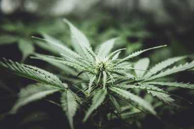 Esrar çiçeklenme başında. Yaprakların yeşil arka plan. Genç esrar bitki. Yasal esrar ekimi içinde belgili tanımlık ev. Cbd. moody renk ile tıbbi indica