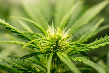Esrar çiçeklenme başında. Yaprakların yeşil arka plan. Genç esrar bitki. Tıbbi indica Cbd ile. Kapı kenevir büyümeye. İçinde belgili tanımlık ev yasal esrar ekimi.
