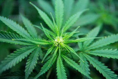 Tıbbi indica Cbd ile. Kapı kenevir büyümeye. Yaprakların yeşil arka plan. Başlangıç çiçekli, esrar. Genç esrar bitki. Yasal esrar yetiştirme evinde.