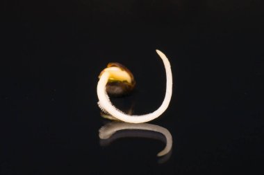 Kenevir tohumu ekili. Germinated esrar tohumu. Kök siyah bir arka plan Sprouting kenevir tohumu. yakın çekim makro. Kenevir tohumu satışı. Vurgulama kenevir. Makro fotoğraf ekimi tohumları.