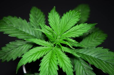 Esrar bırakır. Büyüyen esrar bitki. Siyah bir zemin üzerine esrar yalıtmak. Bitki örtüsü dönemi. Kapalı ekimi. Yakın çekim. Güzel arka plan.