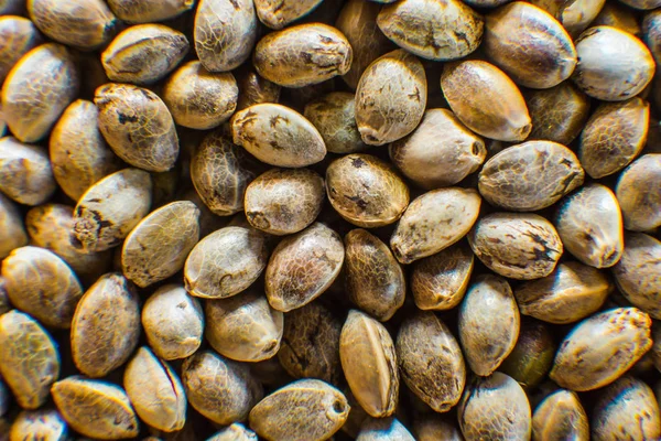 Detal makro nasion marihuany. Nasiona konopi tło w makro. Wiele nasion konopi indyjskich. Organiczne widok z góry. — Zdjęcie stockowe