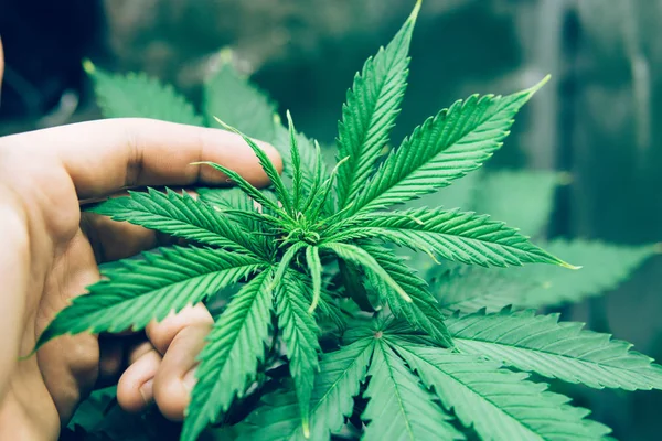 Norra ljus stam. Marijuana växa drift. blommor inomhus växande. Hem växa rättsliga fritids hampa. Plantering cannabis. — Stockfoto