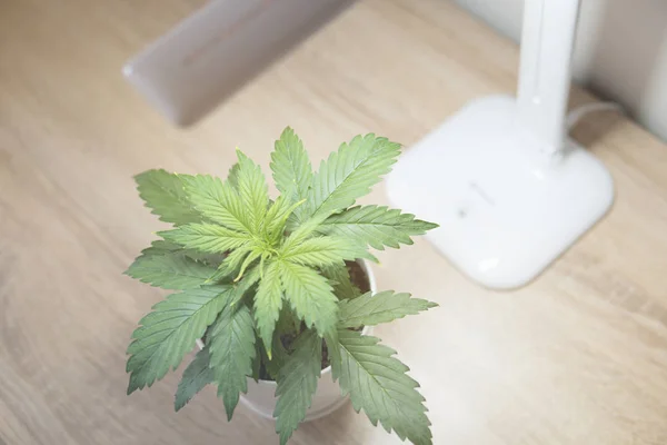 Cannabis Plant Growing. Indoor cultivation concept of growing under artificial light. Marijuana leaves. Close up. Vegetation period. Growing marijuana at home.