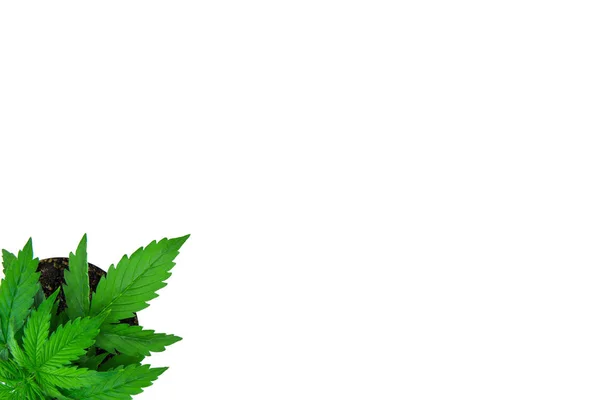 領域をコピーします。屋内栽培。植物の期間。成長大麻植物。美しい背景。マリファナを葉します。平面図です。白い背景の分離に. — ストック写真