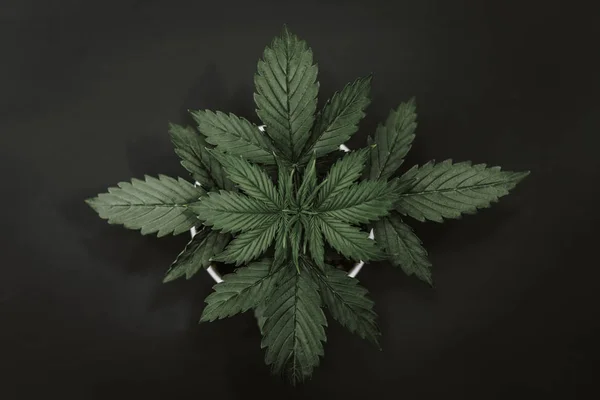 Βλάστηση περιόδου φύλλα μαριχουάνα, η κάνναβη σε σκούρο φόντο. όμορφη εσωτερική καλλιέργεια. Καλλιέργεια φυτών κάνναβης. Το Top view. — Φωτογραφία Αρχείου