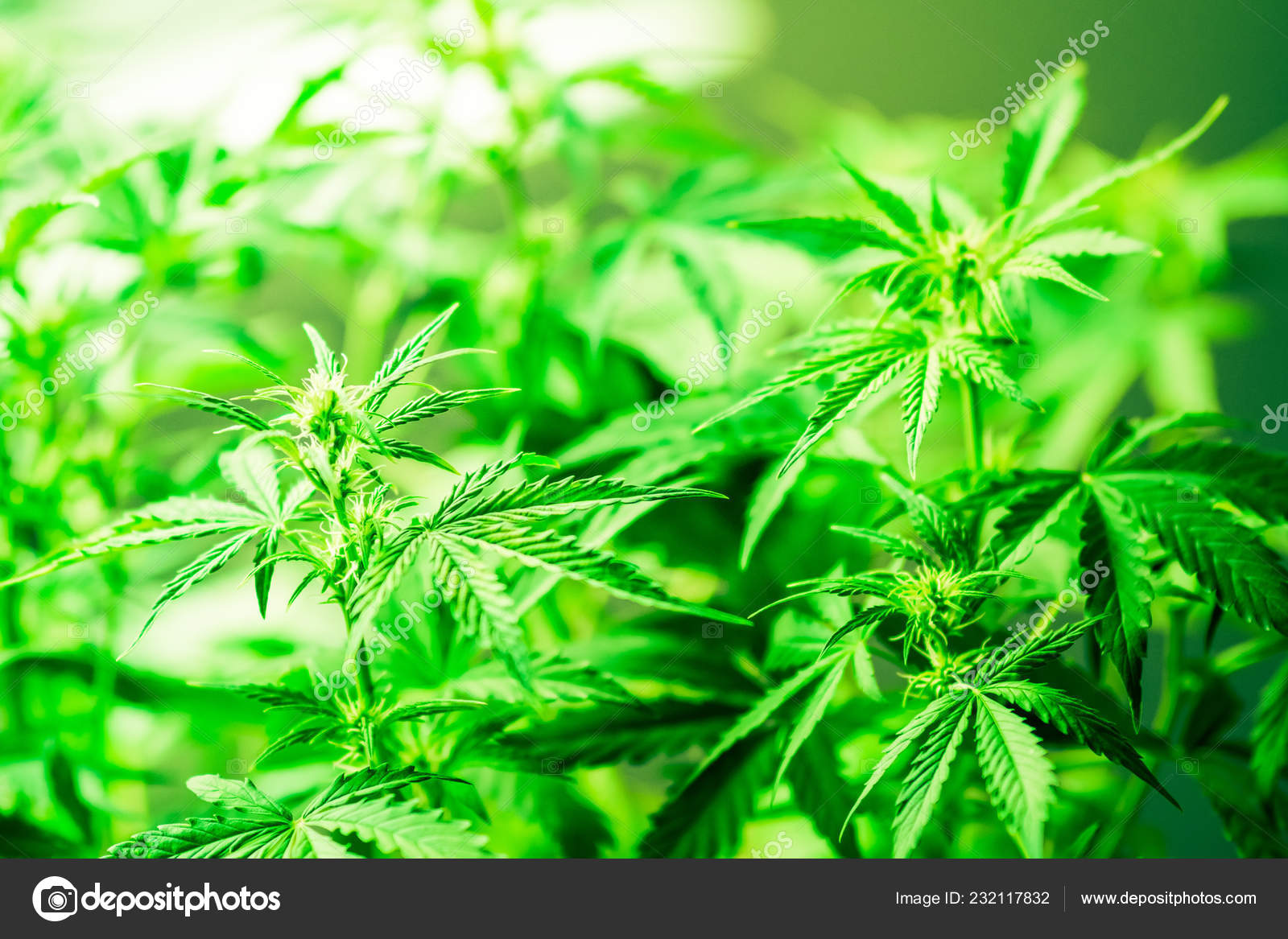 越来越多的室内栽培 医疗大麻和大麻合法化 种植杂草 绿色背景 大麻花 大麻叶子 大麻植物关闭 图库照片 C Cendeced 越来越多的室内栽培 医疗大麻和大麻合法化 种植杂草 绿色背景 大麻花 大麻叶子 大麻植物关闭 图库照片 C Cendeced