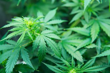 Genç esrar bitki. Esrar çiçeklenme başında. Yasal esrar ekimi içinde belgili tanımlık ev. Kuzey ışık zorlanma. Yaprakların yeşil arka plan. Kapı kenevir büyümeye. Cbd ile tıbbi indica.