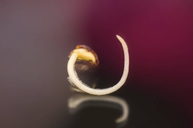 Kenevir tohumu ekili. Germinated esrar tohumu. Siyah bir arka plan üzerinde kök. 