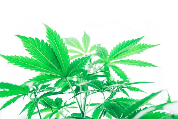 Växa i växa box tält. Marijuana verksamhet. Cannabis, blomsterodling på inomhus. — Stockfoto