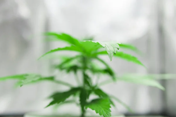 Growing marijuana at home Indoor. Cannabis Plant Growing. Marijuana in grow box  tent. Cultivation growing under led light. Vegetation of Cannabis Growing. Close up.