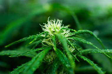 Yasal esrar ekimi içinde belgili tanımlık ev. Kapı kenevir büyümeye. Tıbbi indica Cbd. Genç esrar bitki ile. Esrar çiçeklenme başında. Yaprakların yeşil arka plan.