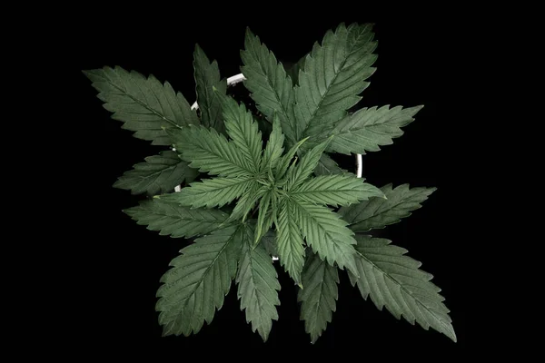Perioada de vegetație. Planta de canabis crește. Frumos fundal. Marijuana pleacă. Privire de sus. Canabis pe un fundal negru izolat. Cultivarea interioară . — Fotografie, imagine de stoc
