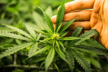 Yasal esrar ekimi içinde belgili tanımlık ev. Yaprakların yeşil arka plan. Genç esrar bitki. Tıbbi indica Cbd ile. Kapı kenevir büyümeye. Esrar çiçeklenme başında.