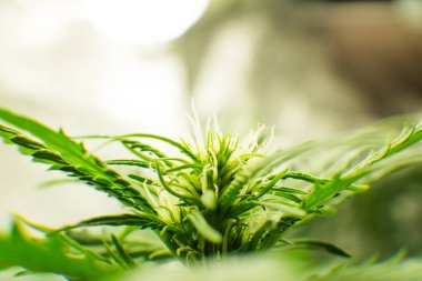 Genç esrar bitki. Tıbbi indica Cbd ile. Kapı kenevir büyümeye. Esrar çiçeklenme başında. Yasal esrar ekimi içinde belgili tanımlık ev. Yaprakların yeşil arka plan.