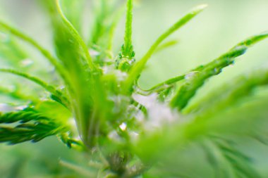 Kuzey ışık zorlanma. Esrar bırakır. Eğlence yasal esrar. Makro fotoğrafçılık. Esrar çiçek.