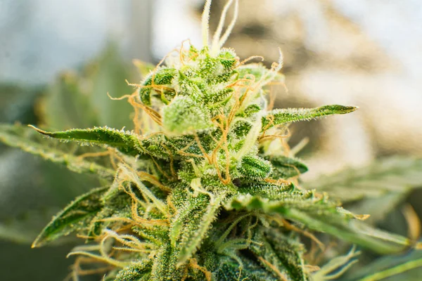 若い大麻植物。花の Cbd グリーン背景を持つ薬用インディカ。大麻芽のマクロ撮影。マリファナの毛は、Thc と Cbd 花します。. — ストック写真