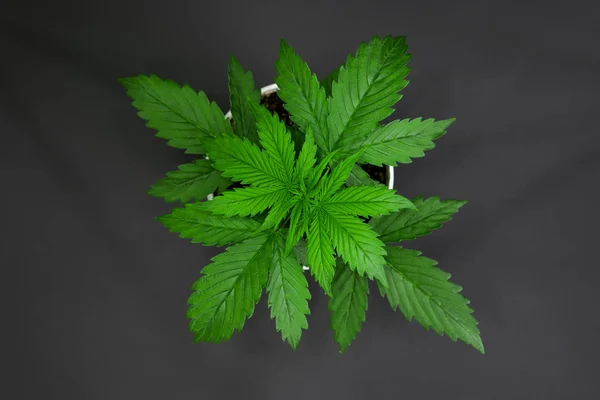 Vegetationsperioden. Cannabisplantan växer. Vacker bakgrund. Marijuana bladen. Ovanifrån. Cannabis på en svart bakgrund isolera. Inomhus odling. — Stockfoto