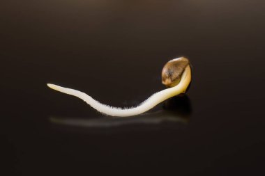 Germinated esrar tohumu. Siyah bir arka plan üzerinde kök. ekili. yakın çekim makro. Kenevir tohumu satışı. Vurgulama kenevir. Makro fotoğraf ekimi tohumları. Kenevir tohumu filizlenme. Kenevir tohumu