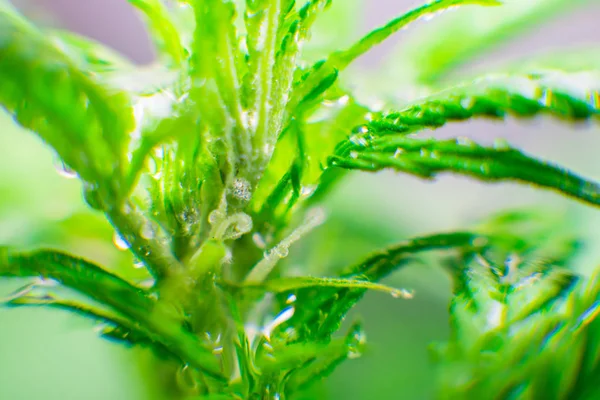 Recreational legal cannabis. Macro photography. Northern light strain. Cannabis flower. Marijuana leaves. — Stock Photo, Image