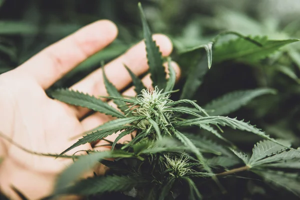 Odla hampa i dörren. Läkemedel indica med Cbd. Legal Marijuana odling i hemmet. Grön bakgrund av löv. Cannabis i början av blomningen. lynnig färg — Stockfoto